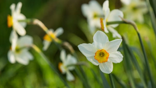 Daffodils in the garden at Cotehele